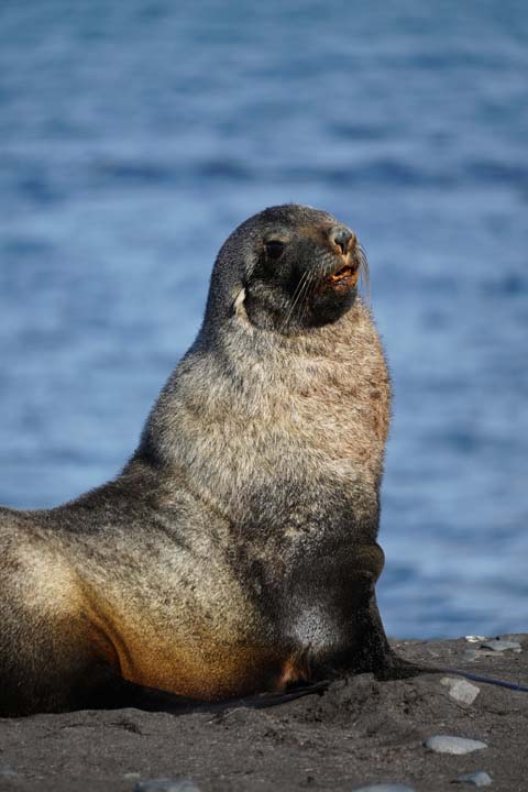 Fauna Marina